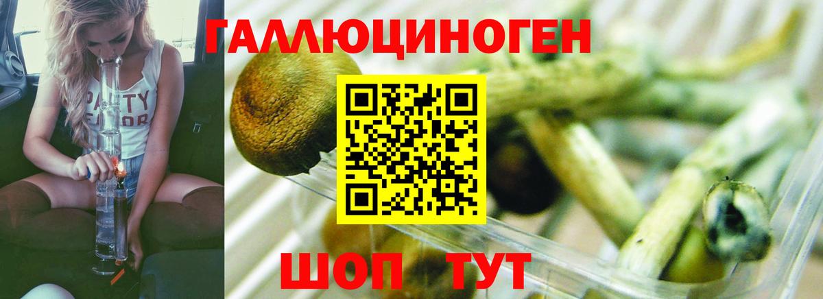 Псилоцибиновые грибы Psilocybe  Вход с VPN  Псилоцибиновые грибы MAGIC MUSHROOMS  где можно купить   Белая Калитва 